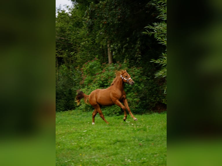 American Paint Horse Semental 1 año 145 cm Alazán rojizo in Liptovský Mikuláš