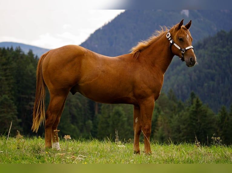 American Paint Horse Semental 1 año 145 cm Alazán rojizo in Liptovský Mikuláš
