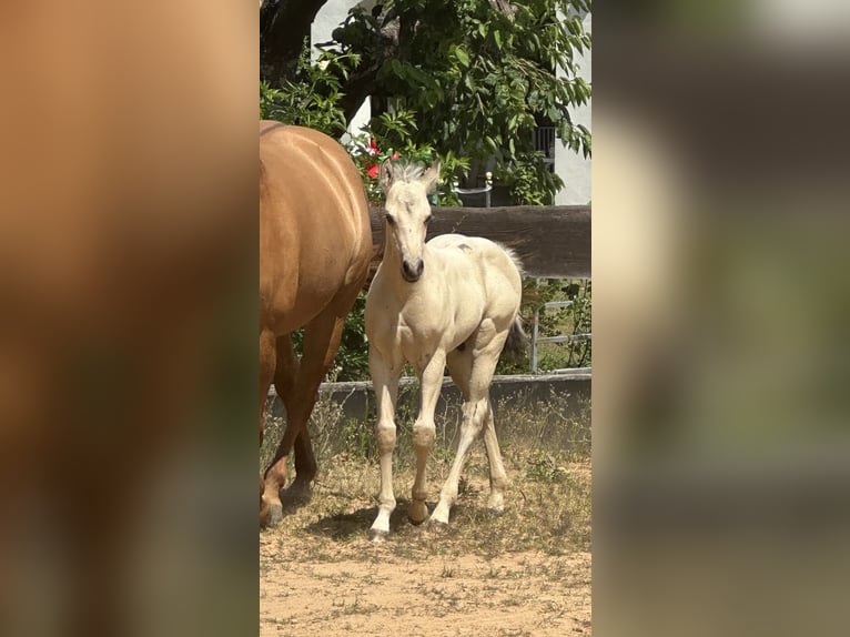 American Paint Horse Semental 1 año 145 cm Buckskin/Bayo in Liebenau