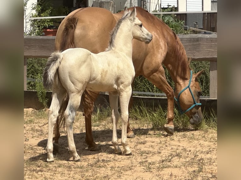 American Paint Horse Semental 1 año 145 cm Buckskin/Bayo in Liebenau