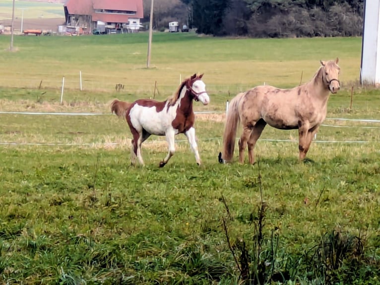 American Paint Horse Semental 1 año 145 cm Pío in Dunningen