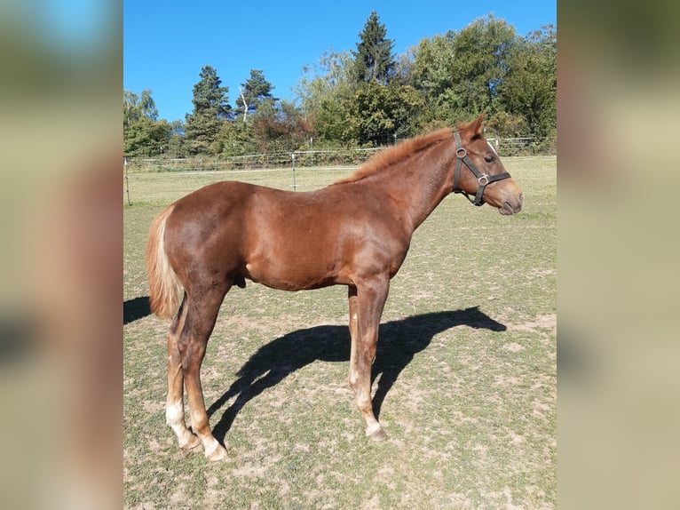 American Paint Horse Semental 1 año 148 cm Alazán in Erbendorf