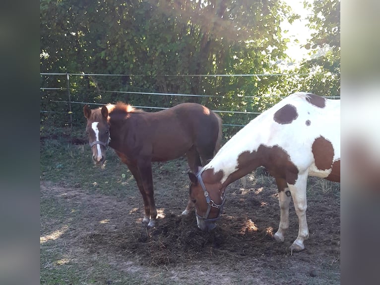 American Paint Horse Semental 1 año 148 cm Alazán in Erbendorf