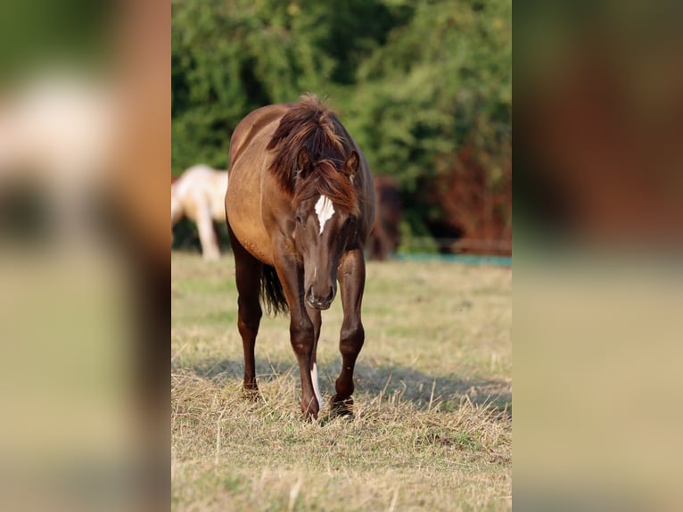American Paint Horse Semental 1 año 148 cm Negro in Hellenthal