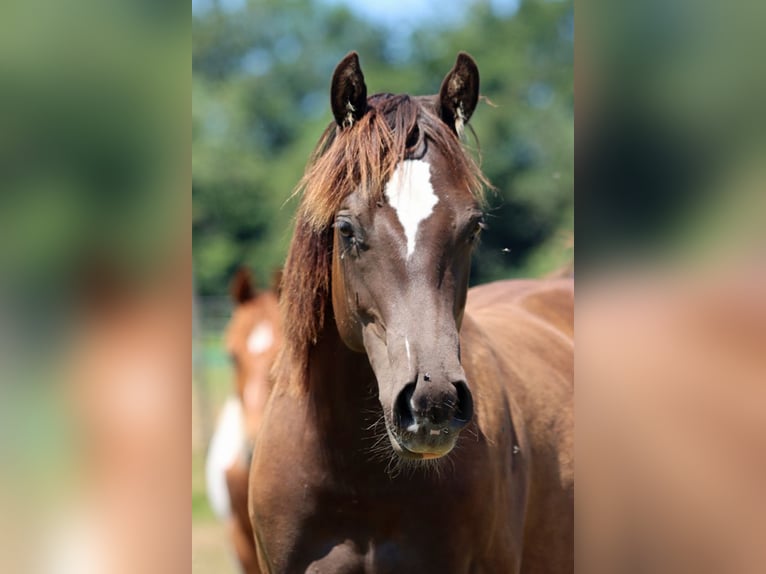 American Paint Horse Semental 1 año 148 cm Negro in Hellenthal