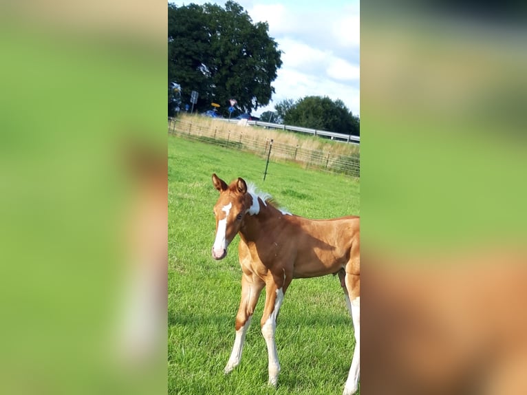 American Paint Horse Mestizo Semental 1 año 150 cm Champán in Neuenhaus