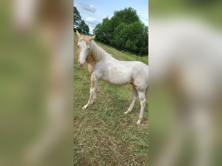 American Paint Horse Mestizo Semental 1 año 150 cm Champán in Neuenhaus