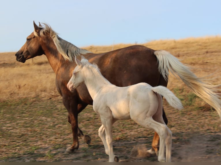 American Paint Horse Semental 1 año 150 cm Cremello in yzeure
