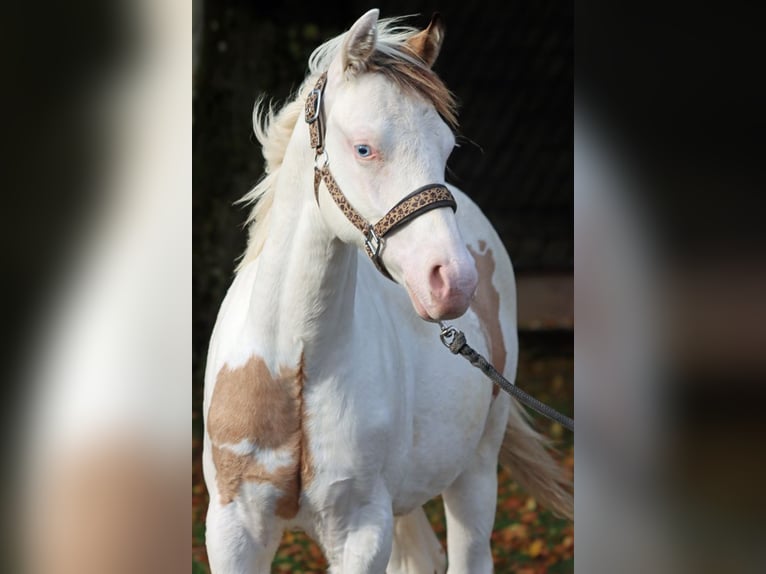 American Paint Horse Semental 1 año 150 cm Overo-todas las-capas in Hellenthal