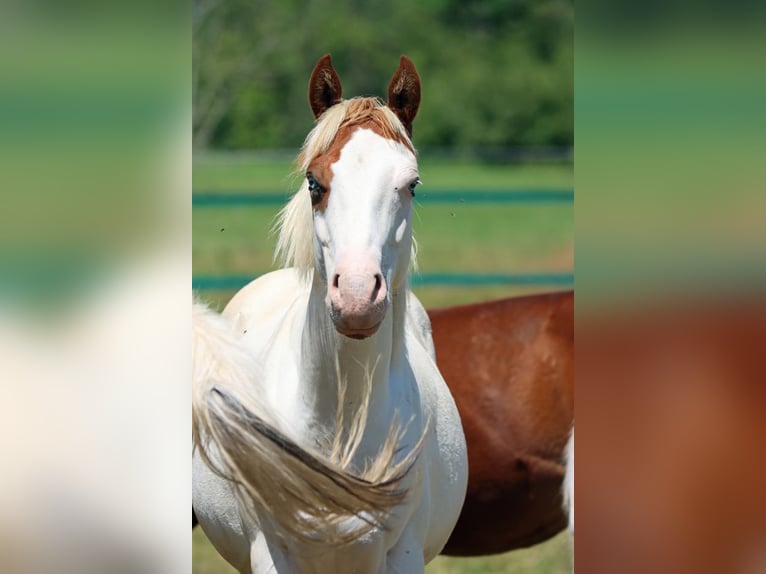 American Paint Horse Semental 1 año 150 cm Overo-todas las-capas in Hellenthal