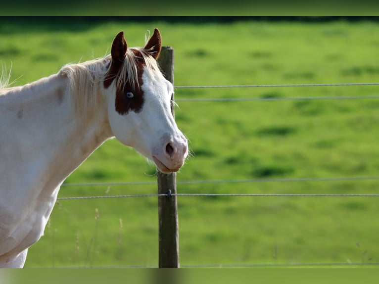 American Paint Horse Semental 1 año 150 cm Overo-todas las-capas in Hellenthal