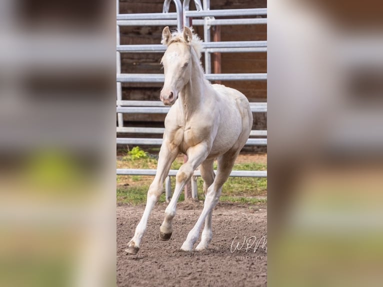 American Paint Horse Semental 1 año 150 cm Perlino in Mansfeld