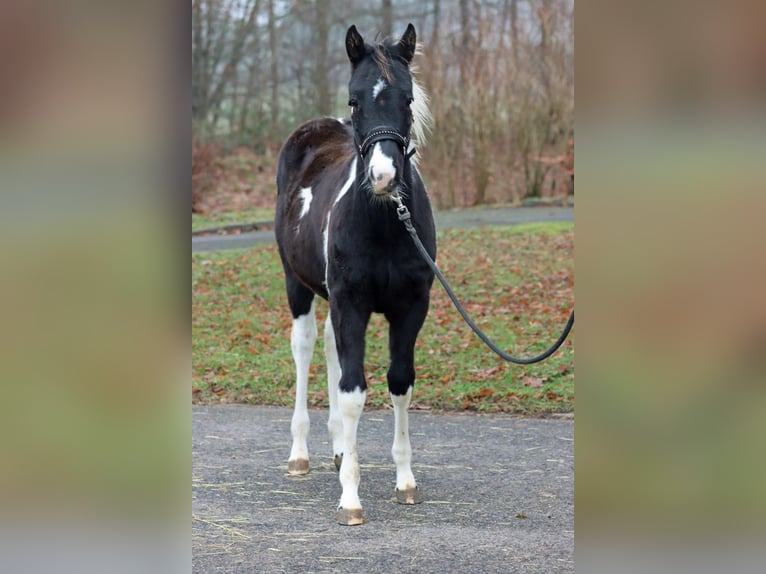 American Paint Horse Semental 1 año 150 cm Tobiano-todas las-capas in Hellenthal