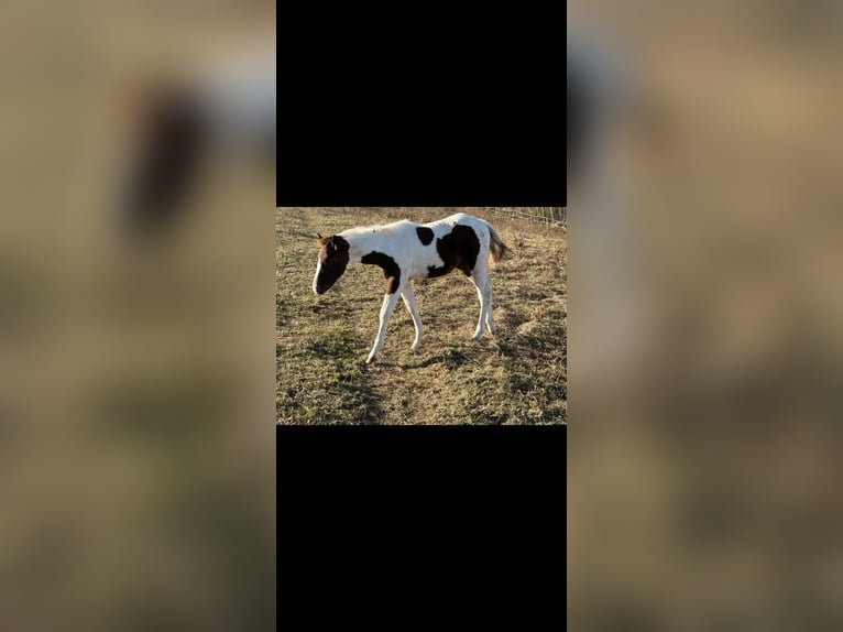 American Paint Horse Semental 1 año 150 cm Tobiano-todas las-capas in Rottleben