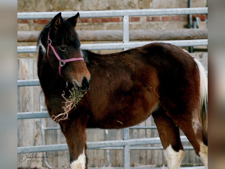 American Paint Horse Semental 1 año 150 cm Tobiano-todas las-capas in Mellingen