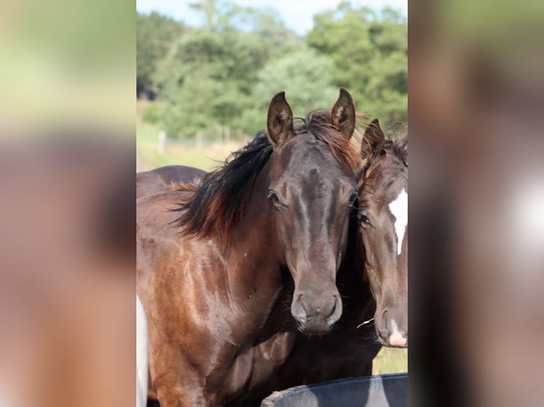 American Paint Horse Semental 1 año 152 cm Tobiano-todas las-capas in Hellenthal