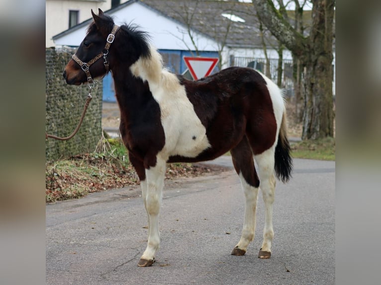 American Paint Horse Semental 1 año 152 cm Tobiano-todas las-capas in Hellenthal