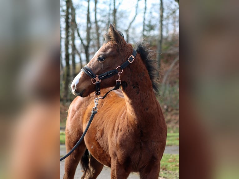 American Paint Horse Semental 1 año 153 cm Castaño in Hellenthal