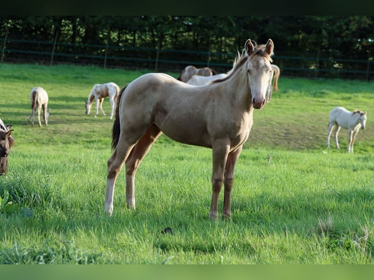 American Paint Horse Semental 1 año 153 cm Champán in Hellenthal