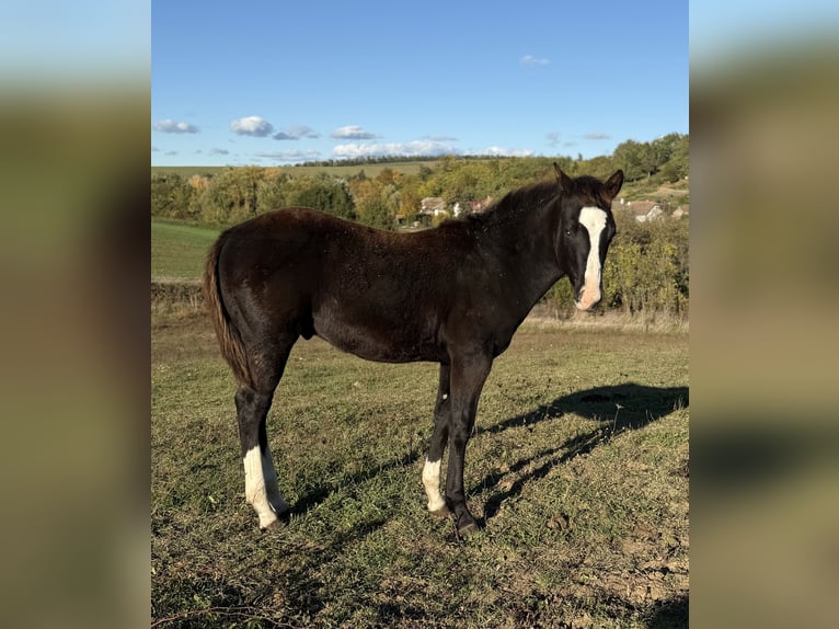 American Paint Horse Semental 1 año 153 cm Negro in Slovakia