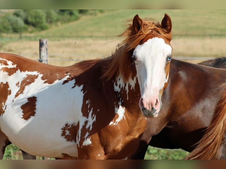 American Paint Horse Semental 1 año 153 cm Overo-todas las-capas in Hellenthal