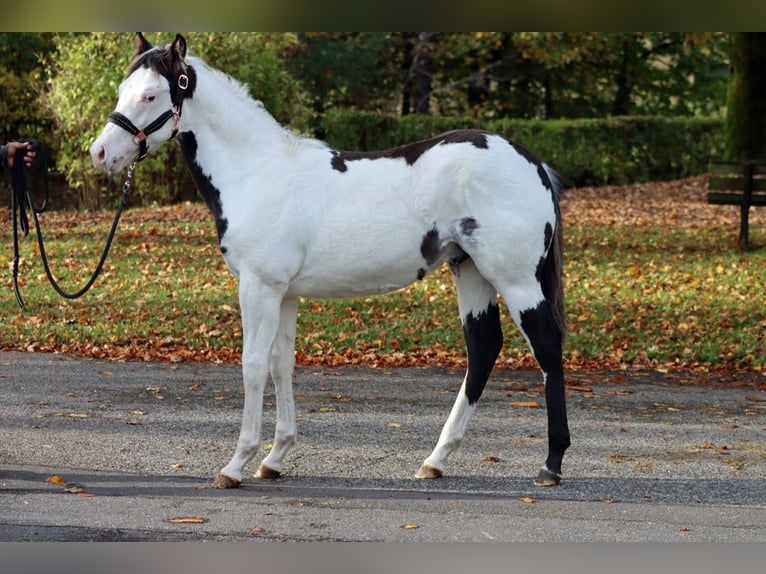 American Paint Horse Semental 1 año 153 cm Overo-todas las-capas in Hellenthal