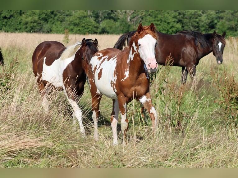 American Paint Horse Semental 1 año 153 cm Overo-todas las-capas in Hellenthal