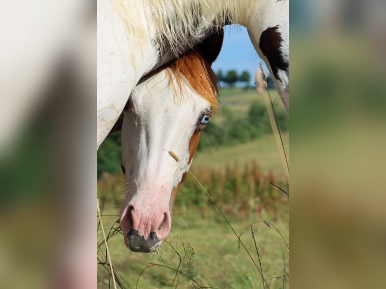 American Paint Horse Semental 1 año 153 cm Overo-todas las-capas in Hellenthal