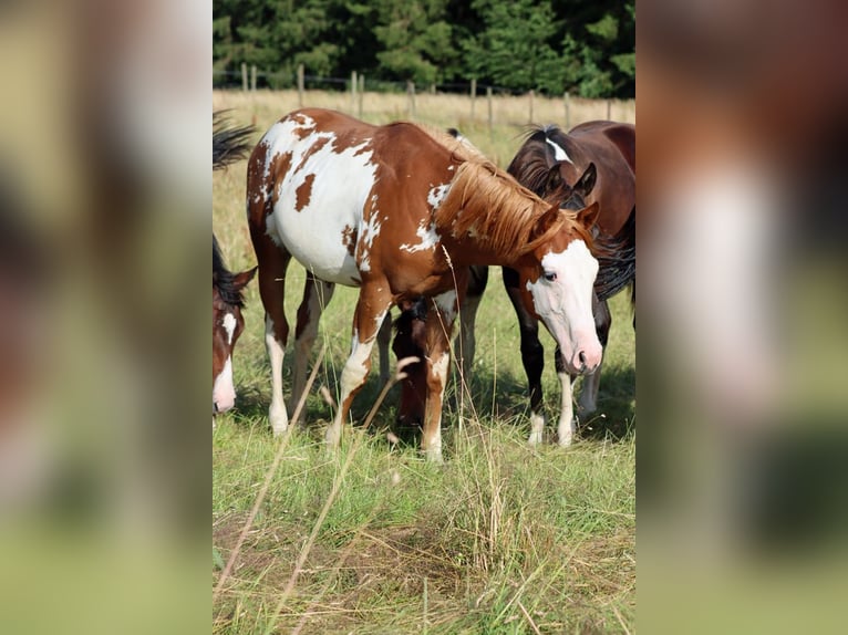 American Paint Horse Semental 1 año 153 cm Overo-todas las-capas in Hellenthal
