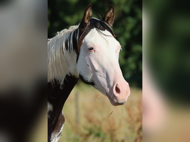 American Paint Horse Semental 1 año 153 cm Overo-todas las-capas in Hellenthal