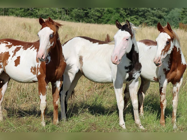 American Paint Horse Semental 1 año 153 cm Overo-todas las-capas in Hellenthal