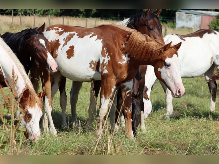 American Paint Horse Semental 1 año 153 cm Overo-todas las-capas in Hellenthal