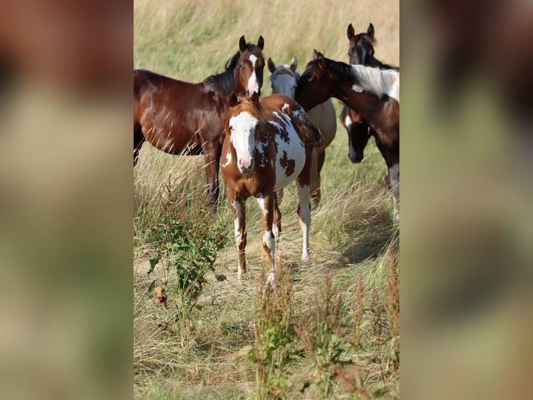 American Paint Horse Semental 1 año 153 cm Overo-todas las-capas in Hellenthal