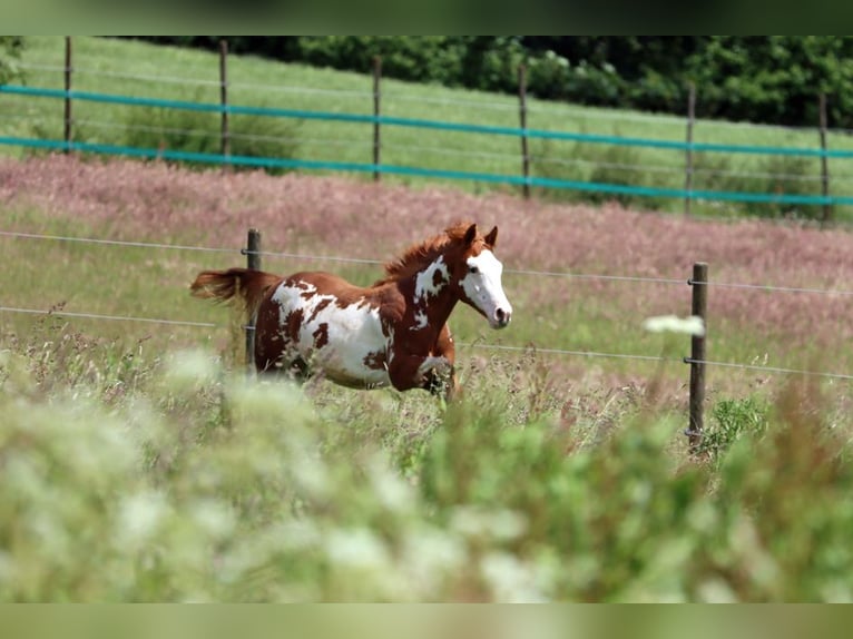 American Paint Horse Semental 1 año 153 cm Overo-todas las-capas in Hellenthal
