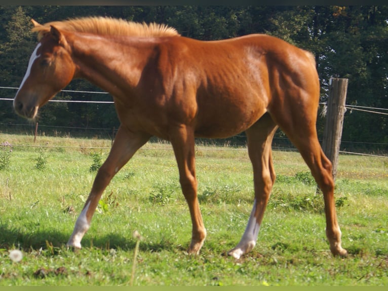 American Paint Horse Semental 1 año 155 cm Alazán in Velpke
