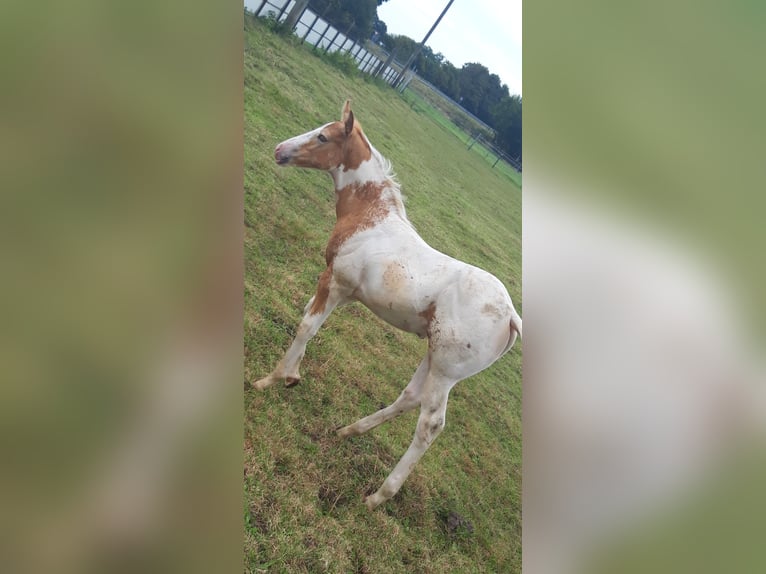 American Paint Horse Semental 1 año 155 cm Champán in Neuenhaus
