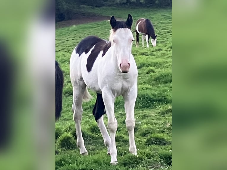 American Paint Horse Semental 1 año 155 cm Overo-todas las-capas in Goulles