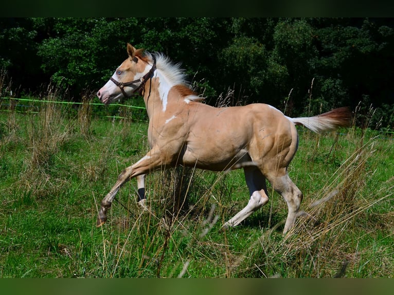 American Paint Horse Semental 1 año 155 cm Pío in Obertaufkirchen