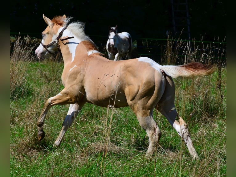 American Paint Horse Semental 1 año 155 cm Pío in Obertaufkirchen
