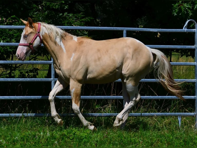 American Paint Horse Semental 1 año 155 cm Pío in Obertaufkirchen