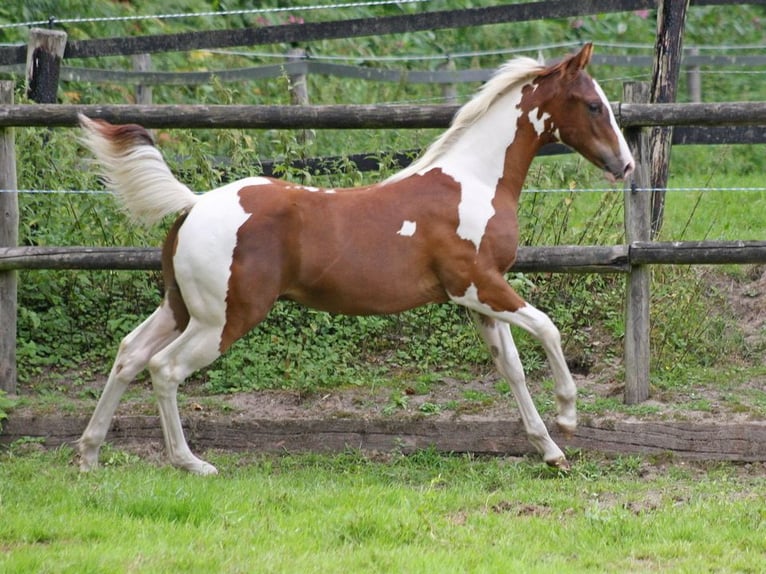 American Paint Horse Semental 1 año 155 cm Tobiano-todas las-capas in Mehren