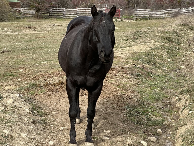 American Paint Horse Semental 1 año 156 cm Overo-todas las-capas in Opi