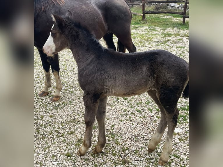 American Paint Horse Semental 1 año 156 cm Overo-todas las-capas in Opi