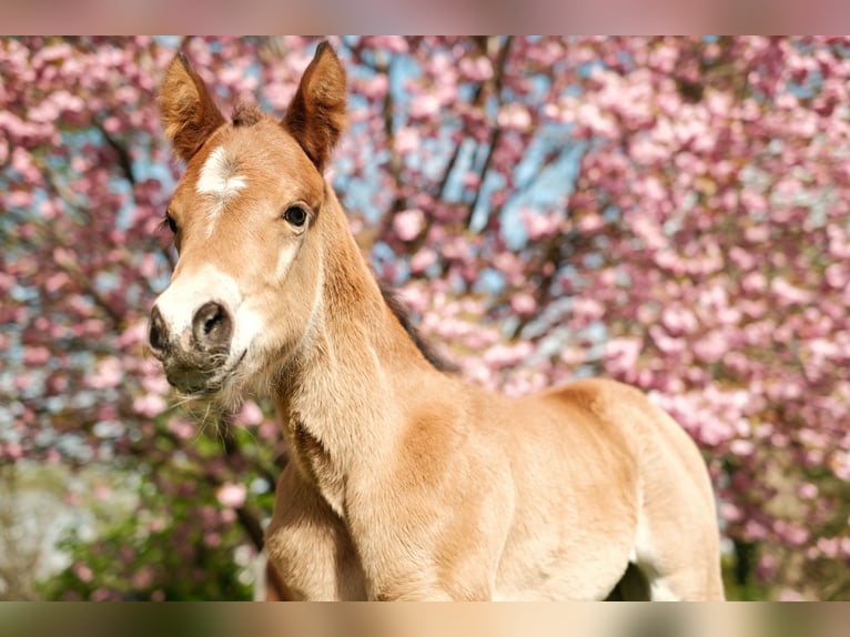 American Paint Horse Semental 1 año 157 cm Castaño in Ritterhude