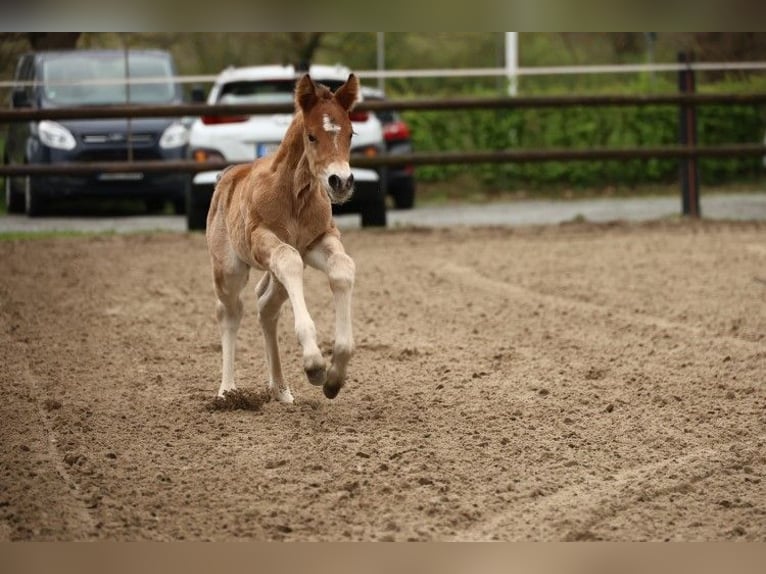American Paint Horse Semental 1 año 157 cm Castaño in Ritterhude