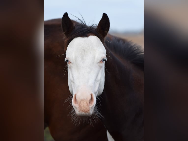 American Paint Horse Semental 1 año 160 cm Overo-todas las-capas in Dedemsvaart