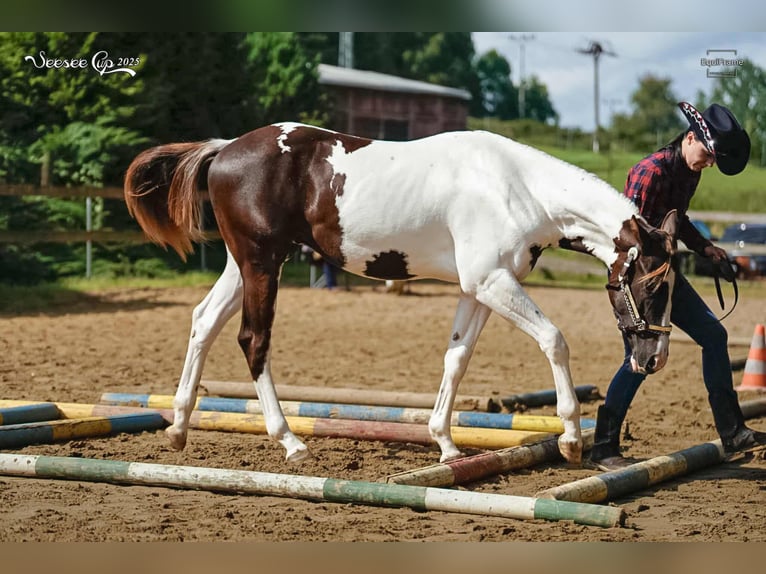 American Paint Horse Semental 1 año 163 cm Tovero-todas las-capas in Zakupy