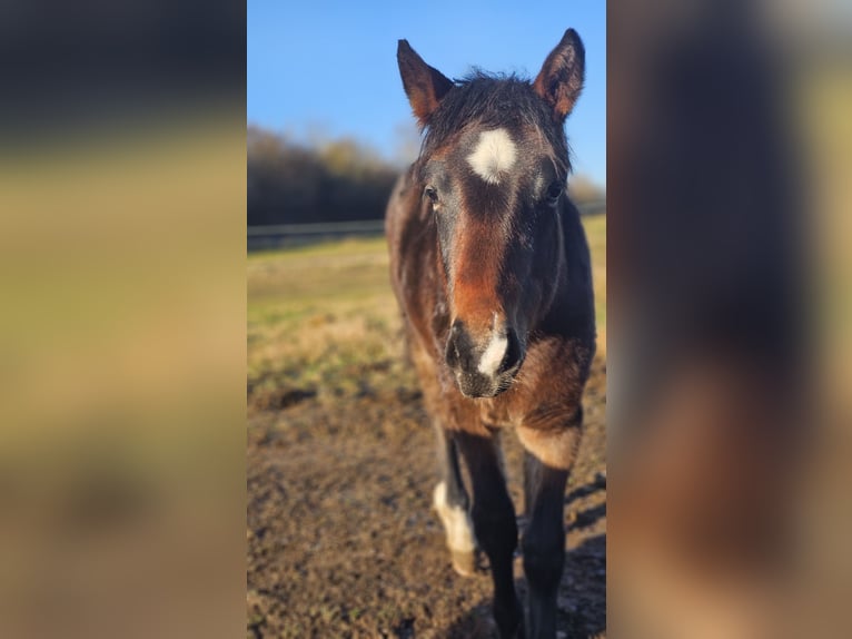 American Paint Horse Mestizo Semental 1 año  in Gramzow