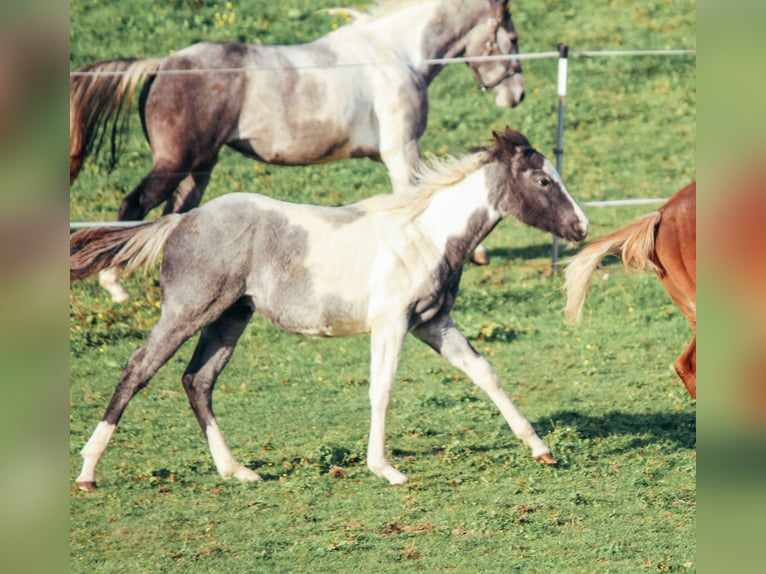 American Paint Horse Semental 1 año Ruano azulado in Haldenwang