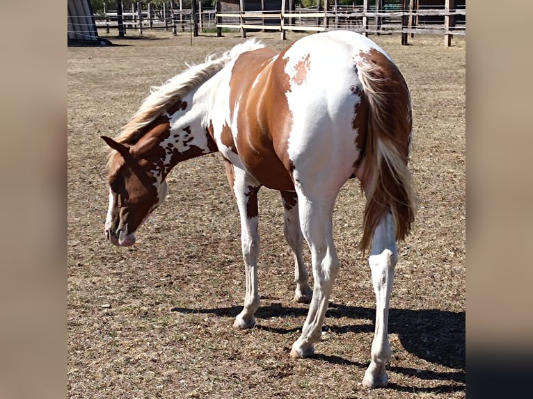 American Paint Horse Semental 1 año Tobiano-todas las-capas in Theresienfeld